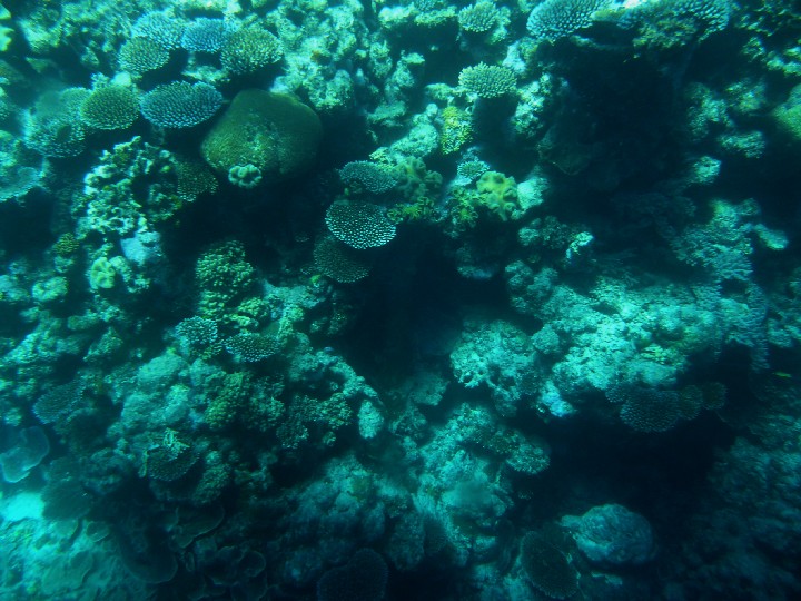 Korallen am Great Barrier Reef